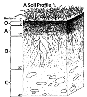 subsoil